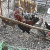 تخم لاری نطفه دار