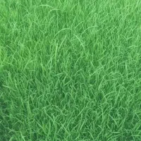 برنج فجر