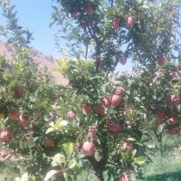 فروش سیب