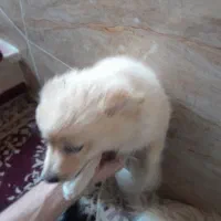 سگ فروشی