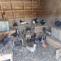 کبوتر|پرنده|لنجان, |دیوار