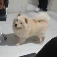 چاو چاو|سگ|ارومیه, |دیوار