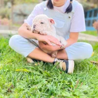 سگ انگلیش بولداگ اصیل دوماه|سگ|لواسان, |دیوار