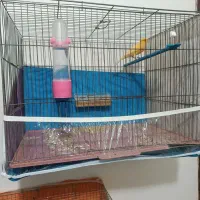 قناری چهار عدد