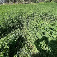 بذر یونجه و‌کاه