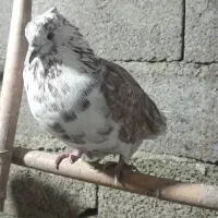 تعدادی کبوتر پرشی ساعت بالا