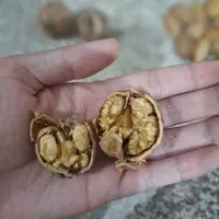 بادام درختی و گردو امسالی قوچان|خوردنی و آشامیدنی|مشهد, شهید قربانی|دیوار