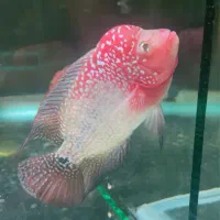 فلاور کامفا