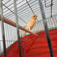 قناری نر و ماده|پرنده|گلپایگان, |دیوار