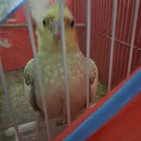 عروس هلندی|پرنده|بندرعباس, |دیوار