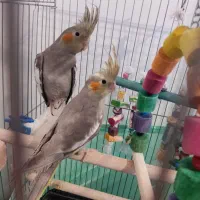 عروس هلندی ۳ ماهه