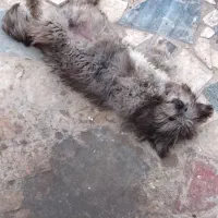 شیتزو نر ۸ ماه