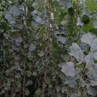 نهال صنوبر اصل پهن برگ