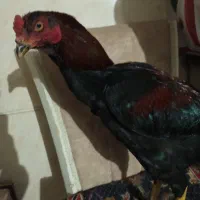 مرغ و خروس لاری