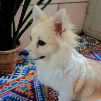 سگ پامر اشپیتز