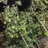 میوه به ارگانیک و شیرین