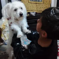 سگ باهوش|سگ|قوچان, |دیوار