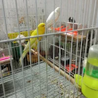 قناری کشیده بلند