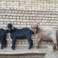 فروش چند راس حیوان گوشتی...