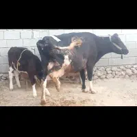 فروش گاو با گوساله