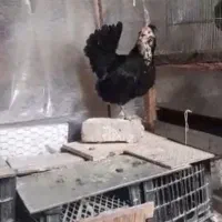 مرغ وخروس گلین فول