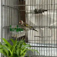 سهره|پرنده|ری, صفاییه (چشمه علی)|دیوار