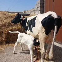 گاودامازدغ تازه زایمان کرده