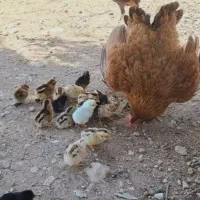 جوجه 15روزه 100تومان