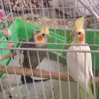 یک جفت عروس