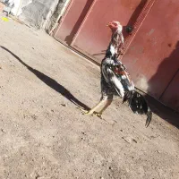 خر‌وس لاری