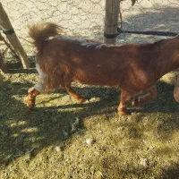 سروچاق آبستن هستن