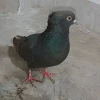 مشکی دم سفید ماده|پرنده|جغتای, |دیوار