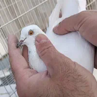 پرنده پرشی|پرنده|گرمه, |دیوار