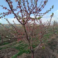باغ درختی تمیز بفروش میرسد