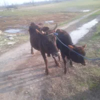 گاو وگوساله لیشه ورزا