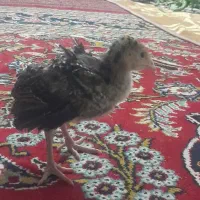 جوجه بوقلمون ۸عدد ۳۵ روزه معاوضه