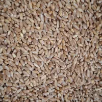 فروش گندم|خدمات باغبانی و درختکاری|آشخانه, |دیوار