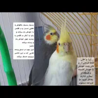 عروس هلندی پرنده طوطی