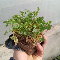 خدمات باغبانی و فضای سبز گل چمن نهال هرس و...|خدمات باغبانی و درختکاری|مشهد, توس (بلوار توس)|دیوار