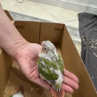 جوجه گرینچیک طوطی گرینچیک|پرنده|ری, منصوریه منگل|دیوار