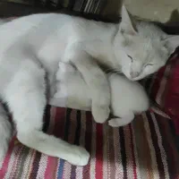 گربه اسکاتیش باتوله هاش