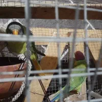 یک جفت طوطی ملنگو