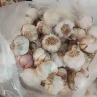 سیر سر کویر