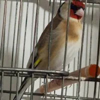 سلام 3عددموتور دارم واسه فروش