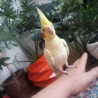گمشده عروس هلندی|حیوانات|جهرم, |دیوار