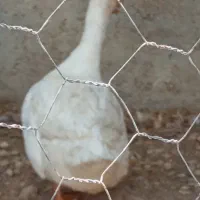 مرغ هندی و اردک|پرنده|لامرد, |دیوار