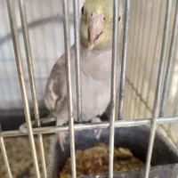 عروس هلند ماده|پرنده|بروجرد, |دیوار