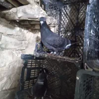 کبوتر|پرنده|جوانرود, |دیوار