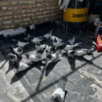 کبوتر کفتر کله دم سبز