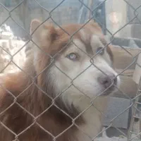 هاسکی گلد جفت یابی